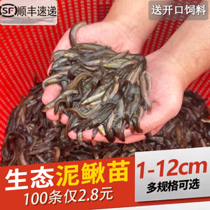 豬鼻龜又叫什么名字(豬鼻龜屬于什么動物)