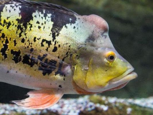 成品魚(yú)缸什么牌子好：選擇水族箱品牌有什么依據(jù)？
