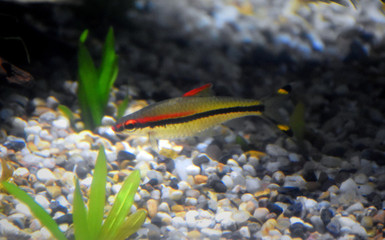 鸚鵡魚一缸可以養幾條可以長多大