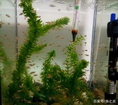 辦公室魚缸風(fēng)水禁忌：辦公室養(yǎng)魚的風(fēng)水禁忌