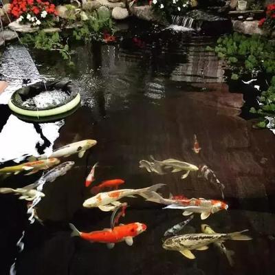 過背金龍魚藍底金底哪個好(藍底過背16公分金龍魚飼養技巧)