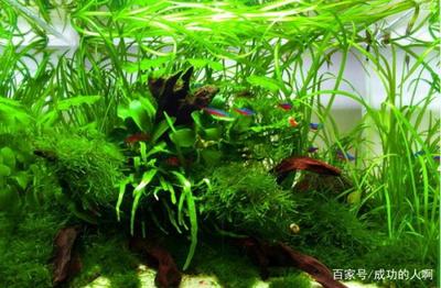 小紅龍魚繁殖期水質(zhì)管理要點(diǎn)：小紅龍魚繁殖期如何保持水質(zhì)穩(wěn)定,小紅龍魚繁殖期水質(zhì)清潔措施