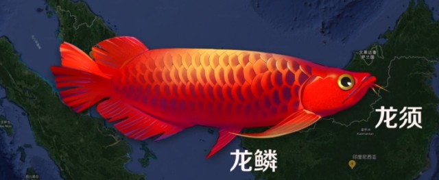 本溪市明山區欣水館水族店（本溪市明山區欣水館水族店電話）