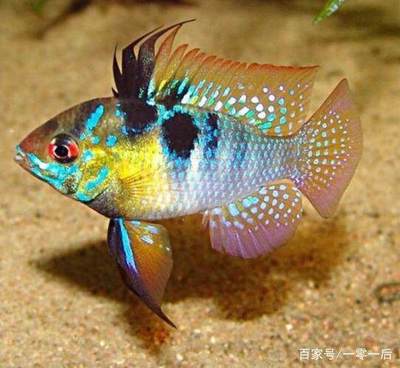 銀龍魚苗多久可以長大成型了(銀龍魚苗生長速度)