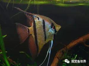 豬鼻龜繁殖基地圖片(豬鼻龜繁殖基地圖片大全)
