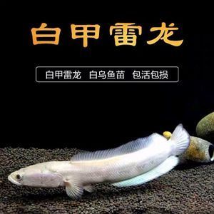 森森水族用品是什么