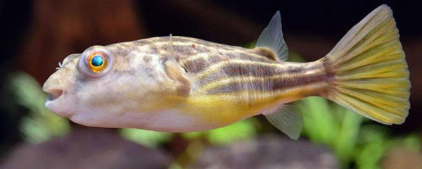 虎魚混養(yǎng)過濾系統(tǒng)選型，虎魚混養(yǎng)過濾系統(tǒng)的選型指南