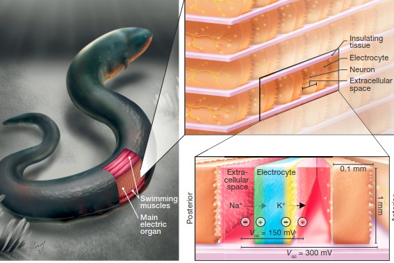為什么泰虎這么貴：為什么泰虎這么貴？