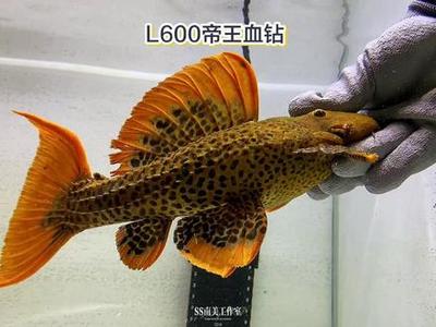 虎魚變色原理是什么：虎魚的變色原理是什么