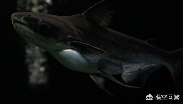 創(chuàng)寧的潛水泵怎么樣啊多少錢(創(chuàng)寧10w潛水泵)