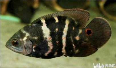 如何給龍魚吃的活物消毒vs祥龍魚場：《如何給龍魚吃的活物消毒vs祥龍魚場》