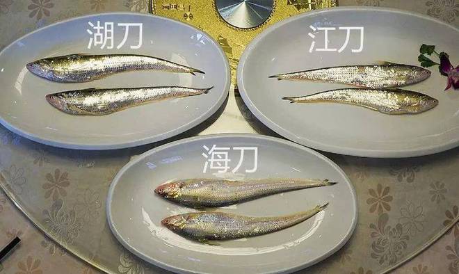 5公分小金龍魚購買最佳時期，如何挑選一條好的過背金龍魚
