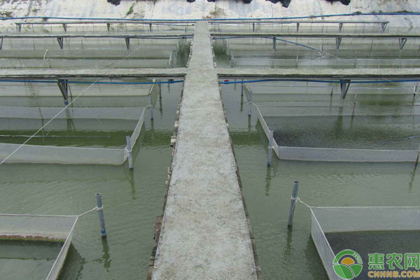 魟魚怎么下缸：魟魚下缸指南