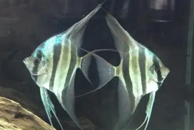 森森魚缸貼吧