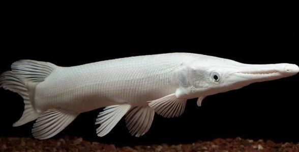 龍魚不吃食怎么調理腸胃