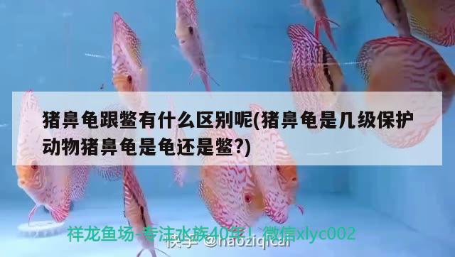 豬鼻龜跟鱉有什么區(qū)別呢(豬鼻龜是幾級(jí)保護(hù)動(dòng)物豬鼻龜是龜還是鱉?)