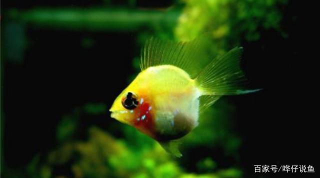 怎么區分過背金龍魚，何為過背金龍魚