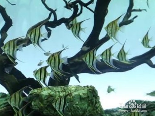 紅龍魚底色：如何通過底色選紅龍魚