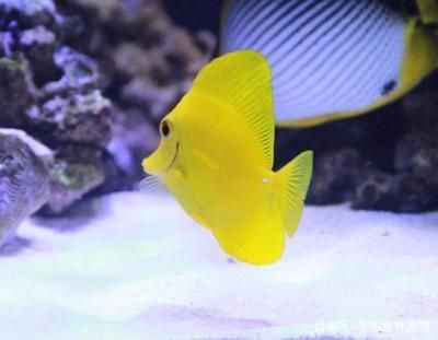 虎魚喂啥：關于虎魚喂養的信息，您可以采取以下措施幫助您更好地喂養虎魚