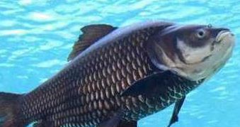 銀龍魚爛尾爛鰭怎么辦圖片視頻教程(銀龍魚爛嘴爛尾怎么辦)
