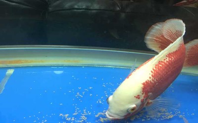 紅尾過背金龍魚圖片欣賞的簡單介紹