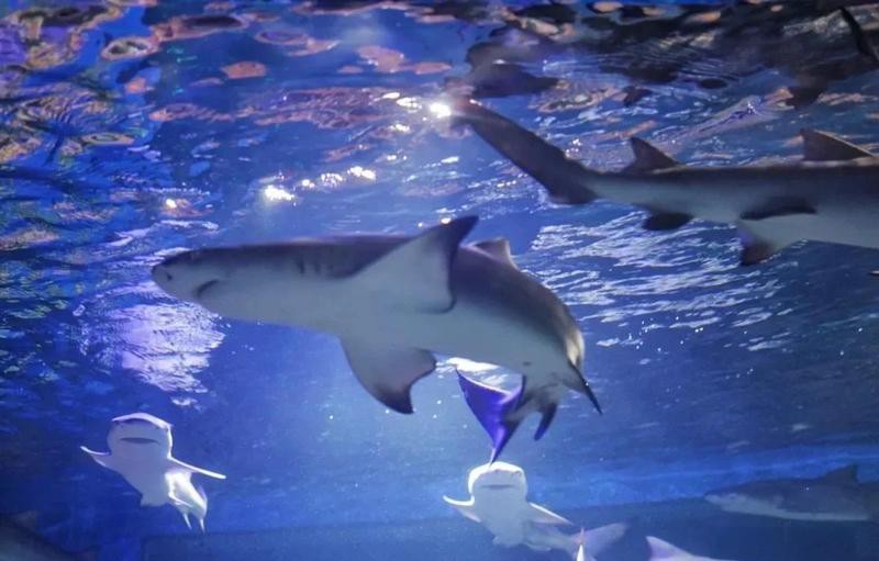 天津水族店，天津有哪些知名的水族造景師 天津水族店，天津有哪些知名的水族造景師 全國水族館企業(yè)名錄 第2張