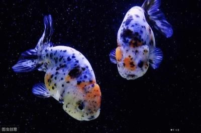 紅龍喂小魚好不好養