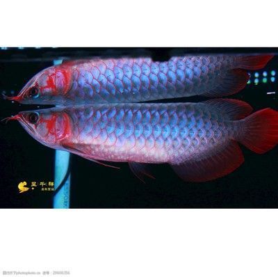 家養(yǎng)豬鼻龜能長多大了圖片視頻(家養(yǎng)豬鼻龜能長多大了圖片視頻大全)