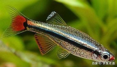 玫瑰鯽為啥不建議養(yǎng)魚，養(yǎng)魚老道,大帆玫瑰鯽為啥不建議養(yǎng)家居采暖小火