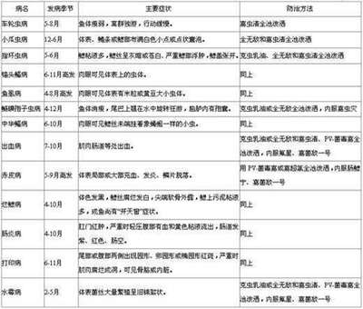 金頭過背金龍魚怎么養殖（金頭過背金龍魚怎么養殖視頻）