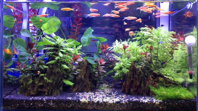 紅龍魚顏色變黑了怎么辦：紅龍魚的顏色變黑怎么辦