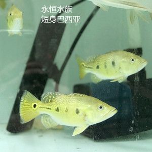 飼養紅龍魚用哪些設備最好：飼養紅龍魚時需要準備多種設備以確保水質和環境條件適宜