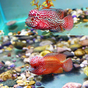 家里養(yǎng)龍魚有什么好處和壞處