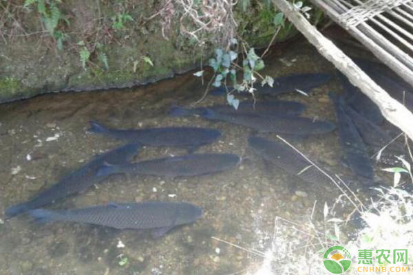 龍魚七星刀混養