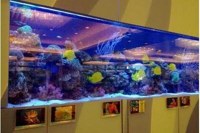 飼養(yǎng)龍魚vs祥龍魚場：祥龍魚場與龍魚飼養(yǎng)