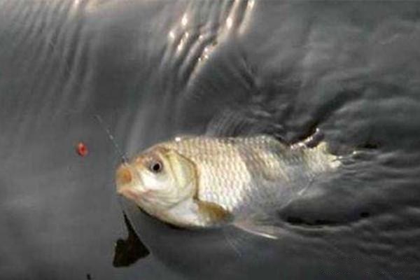 銀龍魚品相等級(金龍魚品相級別)