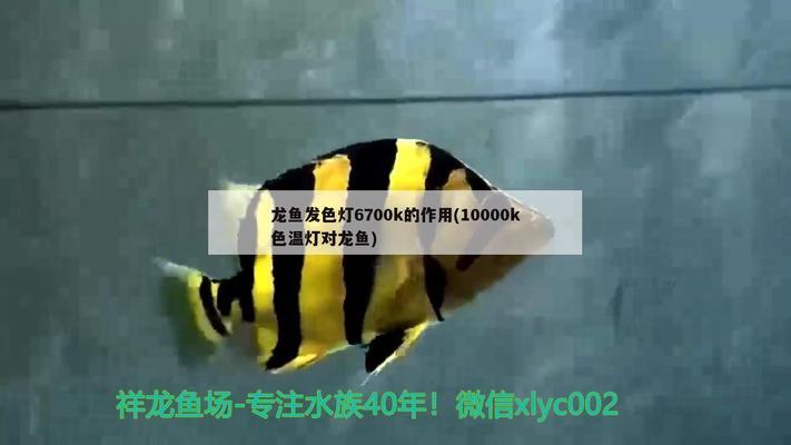 龍魚的壽命多久