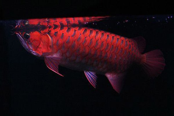 辣椒紅龍魚多久喂一次食物？
