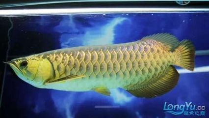 小紅龍魚(yú)喂什么最好：小紅龍魚(yú)最佳飼料選擇