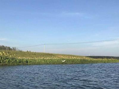 淡水冷水魚觀賞魚大全（淡水冷水魚觀賞魚大全大型）