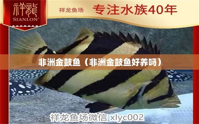 杭州龍魚vs祥龍魚場(chǎng)（探討杭州龍魚與祥龍魚場(chǎng)之間的差異之前，我們需要明確兩者所指的具體內(nèi)容）