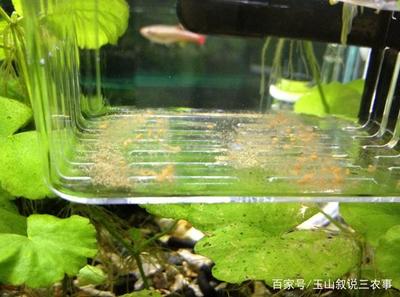 魟魚常見病癥狀識別：魟魚在飼養過程中可能會遇到各種疾病問題及其癥狀