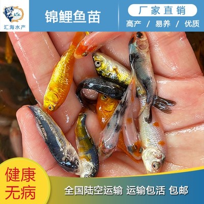 魟魚常見病癥狀識別：魟魚在飼養過程中可能會遇到各種疾病問題及其癥狀