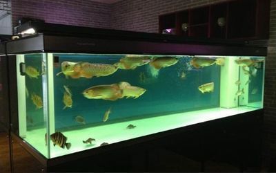 龍魚飲食vs祥龍魚場：龍魚的飲食與祥龍魚場的飼養方式存在顯著差異