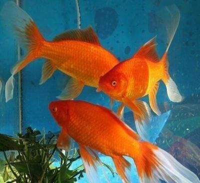 銀龍魚身上有紅點是什么病毒(銀龍魚魚鰓上有紅點)