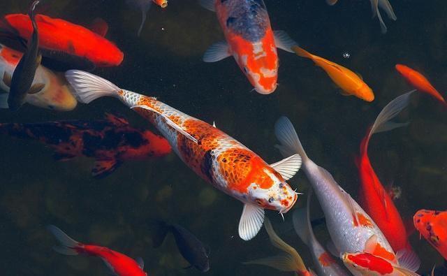 森森魚(yú)缸480水位必須沒(méi)過(guò)水泵嗎 森森魚(yú)缸480水位必須沒(méi)過(guò)水泵嗎 森森魚(yú)缸 第2張