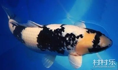 虎魚蹭缸是什么原因該用什么藥：虎魚蹭缸可能有多種原因，主要包括以下幾個方面