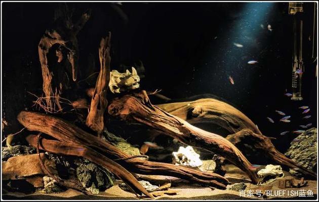 過背金龍魚用白缸還是黑缸養(過背金龍魚用白缸還是黑缸養) 金龍魚百科 第1張 過背金龍魚用白缸還是黑缸養(過背金龍魚用白缸還是黑缸養) 過背金龍魚用白缸還是黑缸養(過背金龍魚用白缸還是黑缸養) 金龍魚百科 第1張