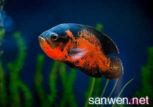 yee和森森的裸缸哪個好點