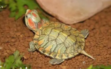 龍魚用什么水養vs祥龍魚場：祥龍魚場口碑評價